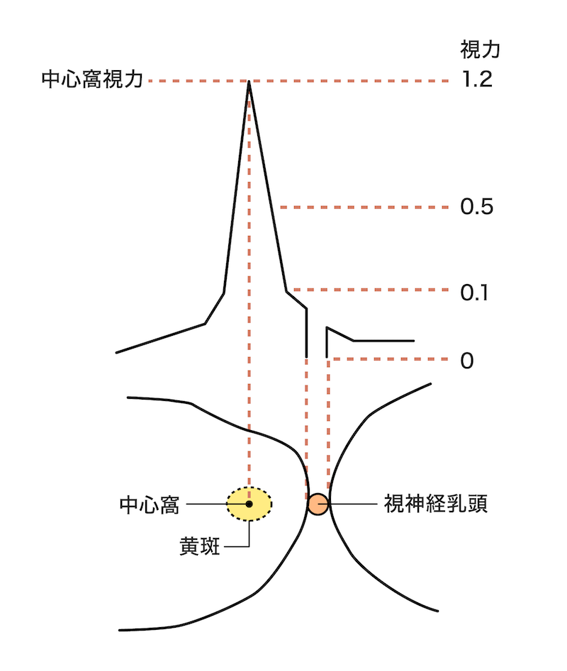 加齢黄斑変性の視野の欠損を補う「偏心視」とは - 知識・コラム | ミルエル